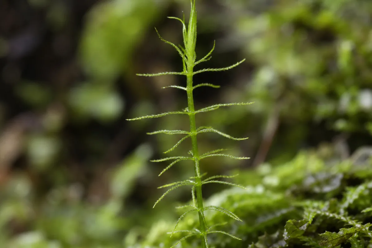 Close-up of Leggy Growth on Hornwort - diagnostic detail