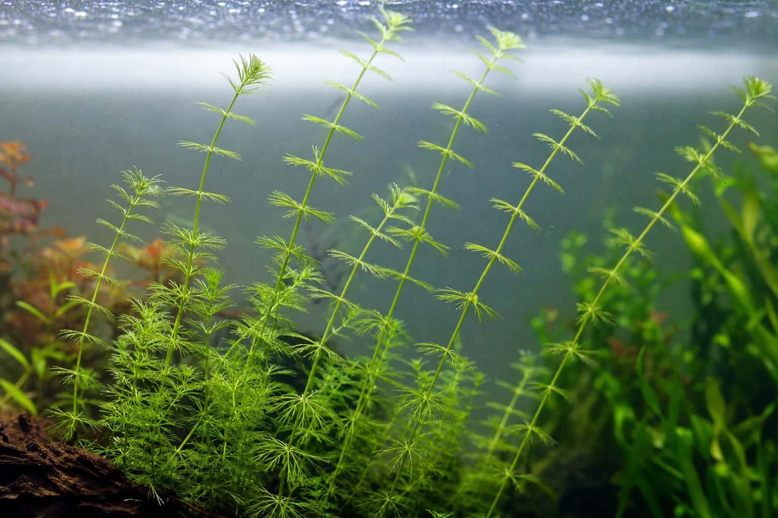 Leggy Growth on Hornwort - visible symptom on the plant