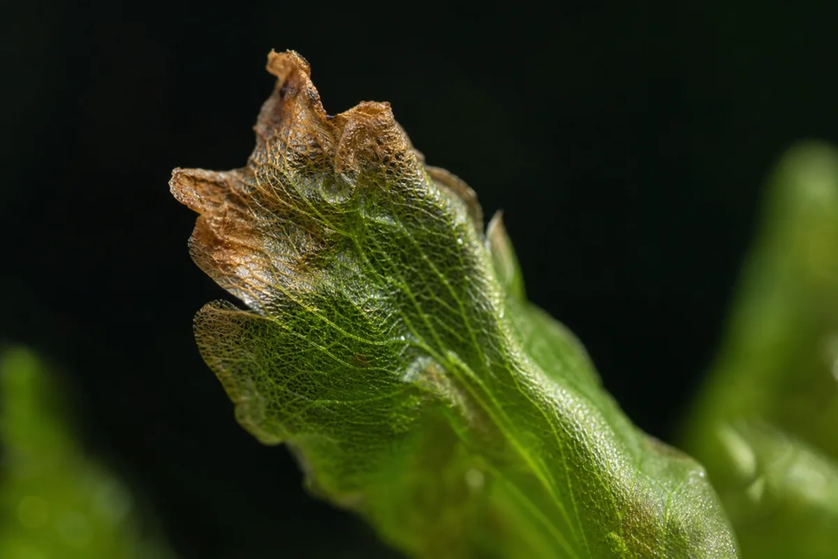 Close-up of Low Humidity on Hornwort - diagnostic detail