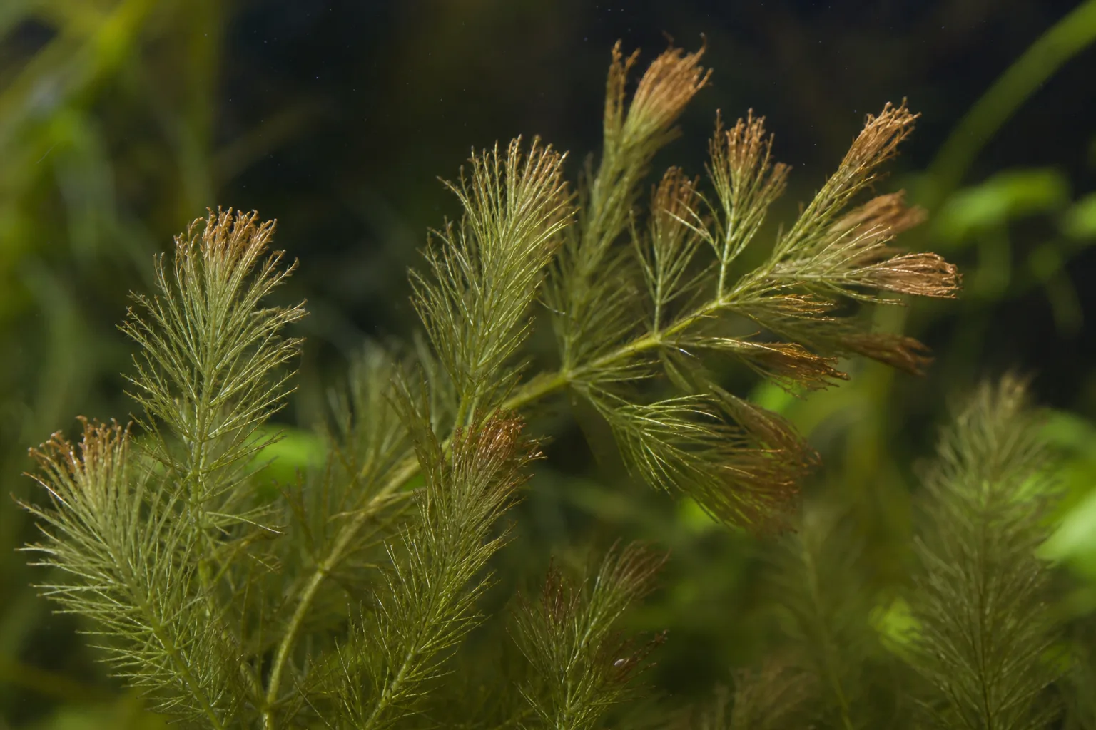 Low Humidity on Hornwort - visible symptom on the plant
