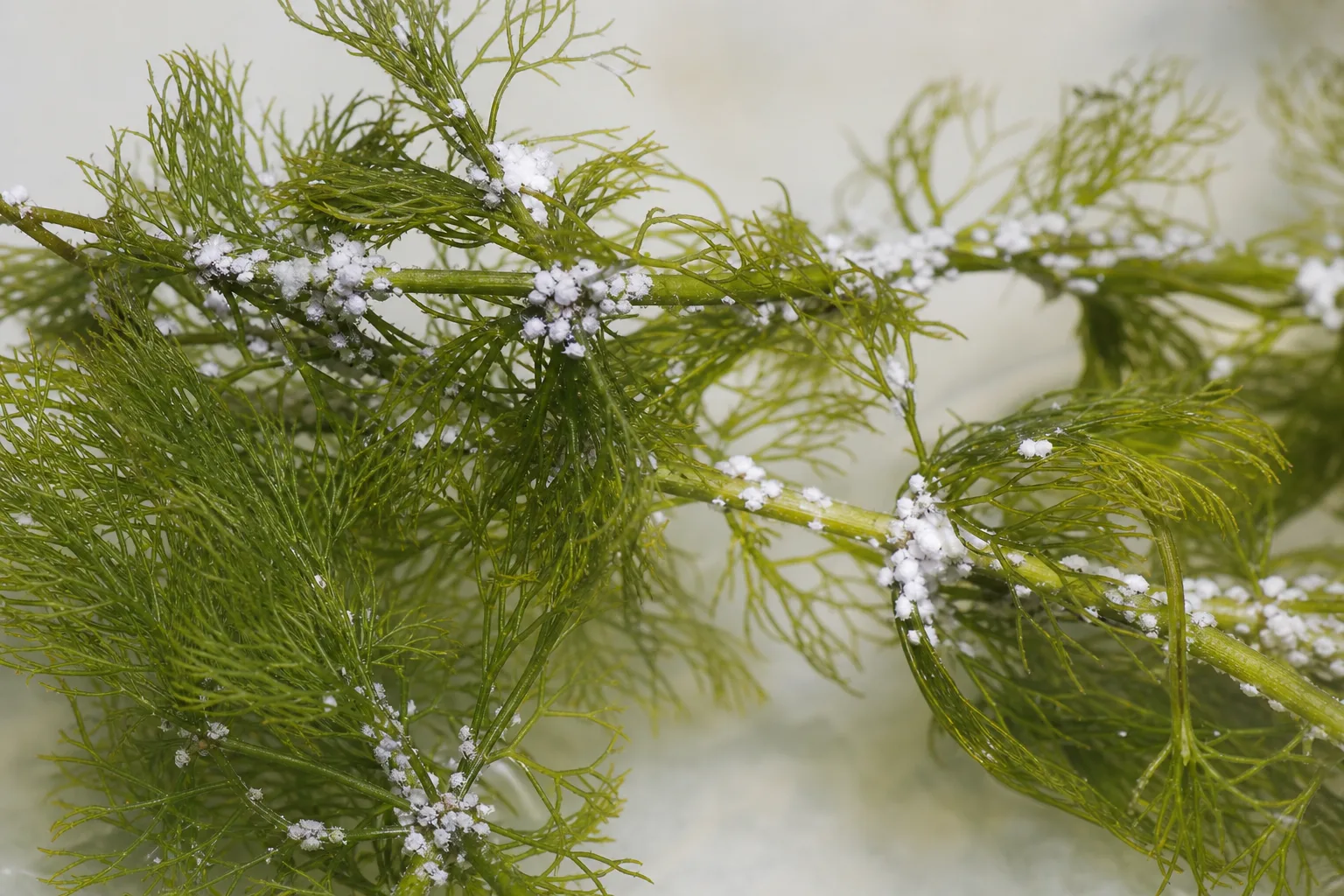 Mealybugs on Hornwort - visible symptom on the plant