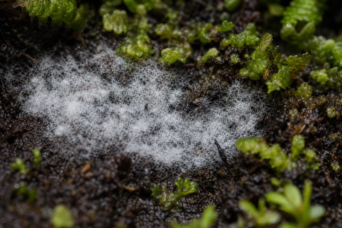 Close-up of Mold on Soil on Hornwort - diagnostic detail