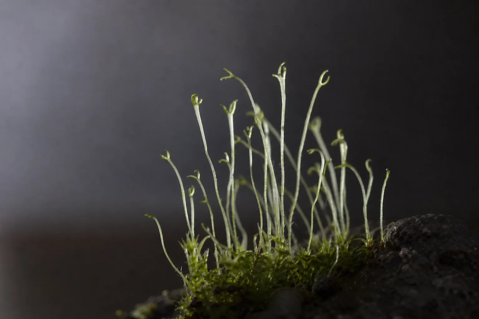 Not Enough Light on Hornwort - visible symptom on the plant