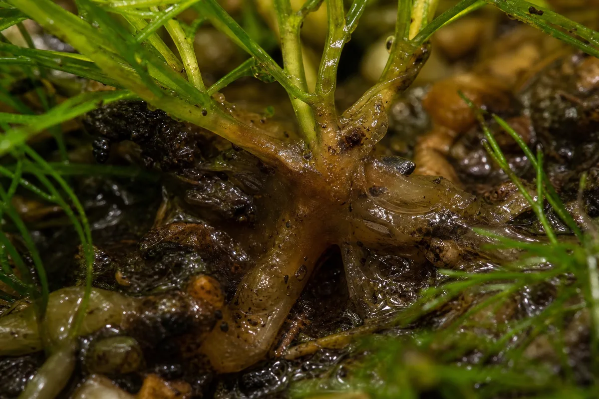 Close-up of Overwatering on Hornwort - diagnostic detail