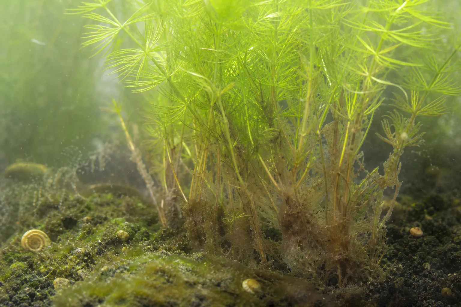 Overwatering on Hornwort - visible symptom on the plant
