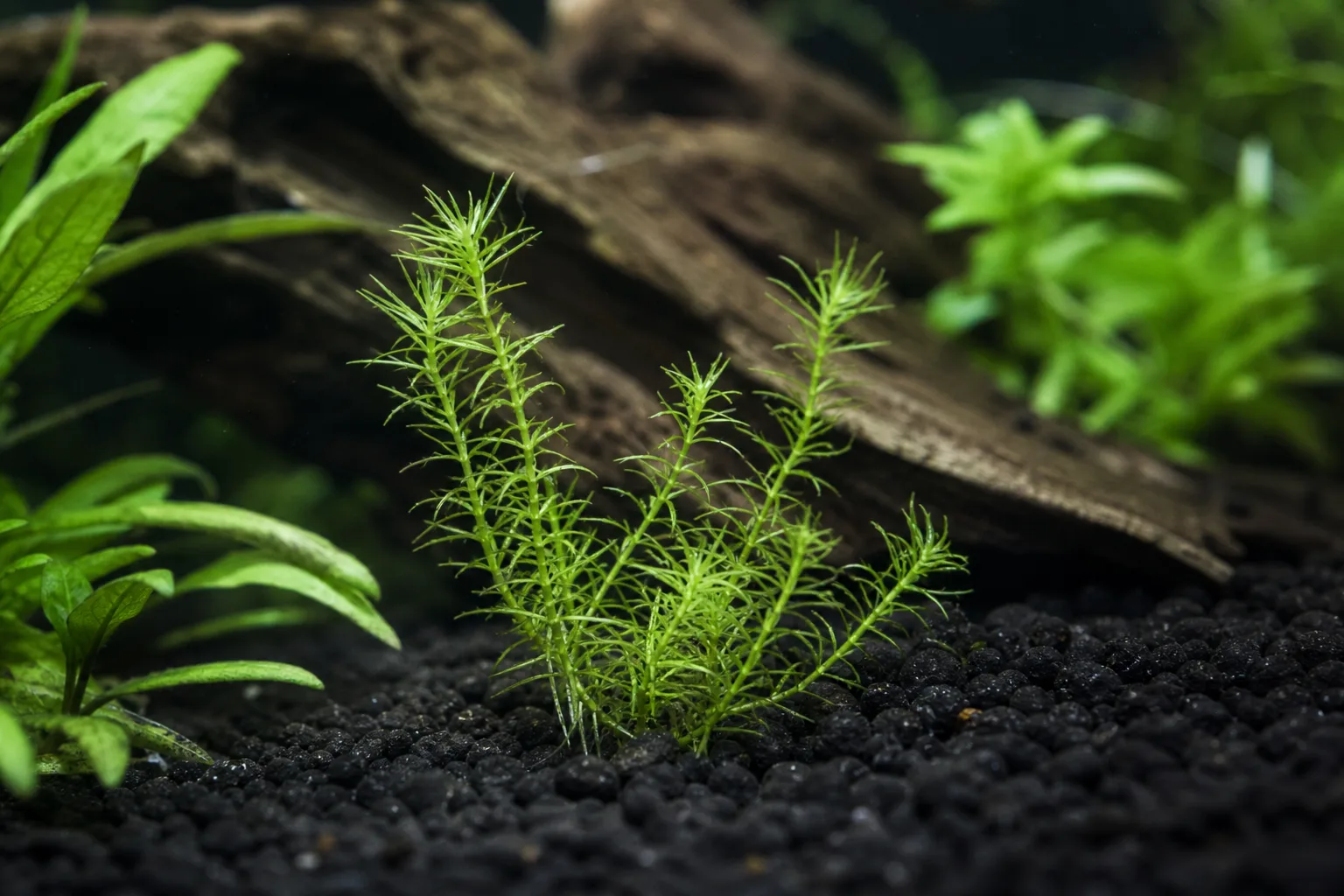 Slow Growth on Hornwort - visible symptom on the plant