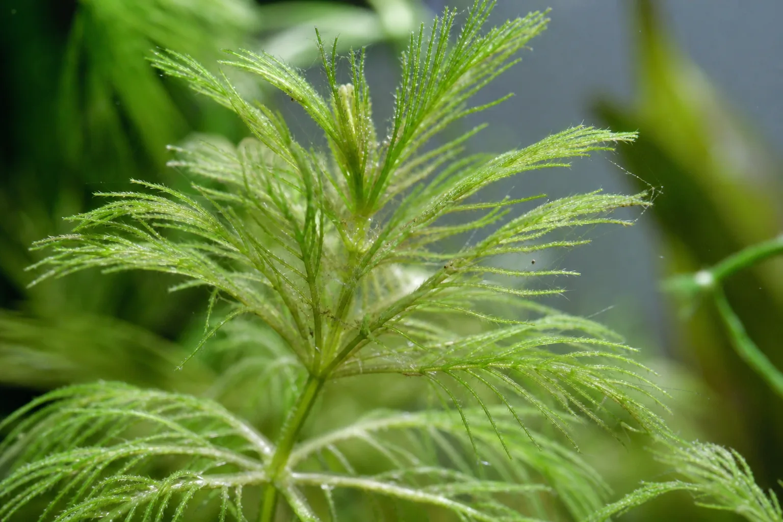 Spider Mites on Hornwort - visible symptom on the plant