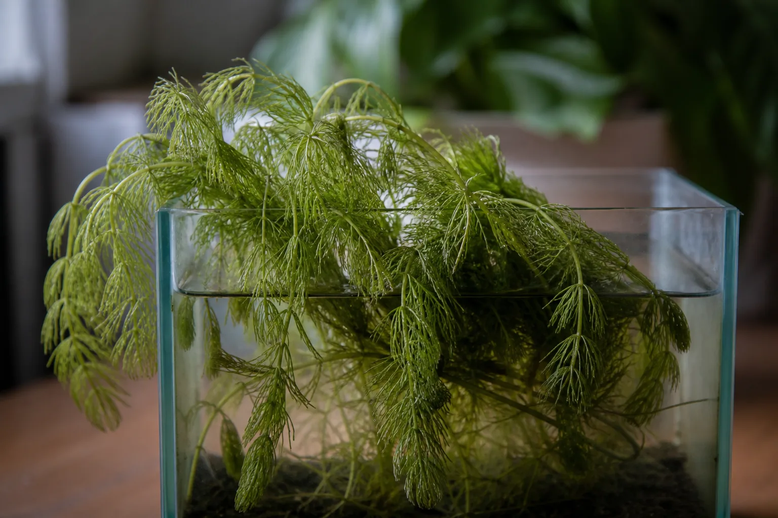 Wilting on Hornwort - visible symptom on the plant