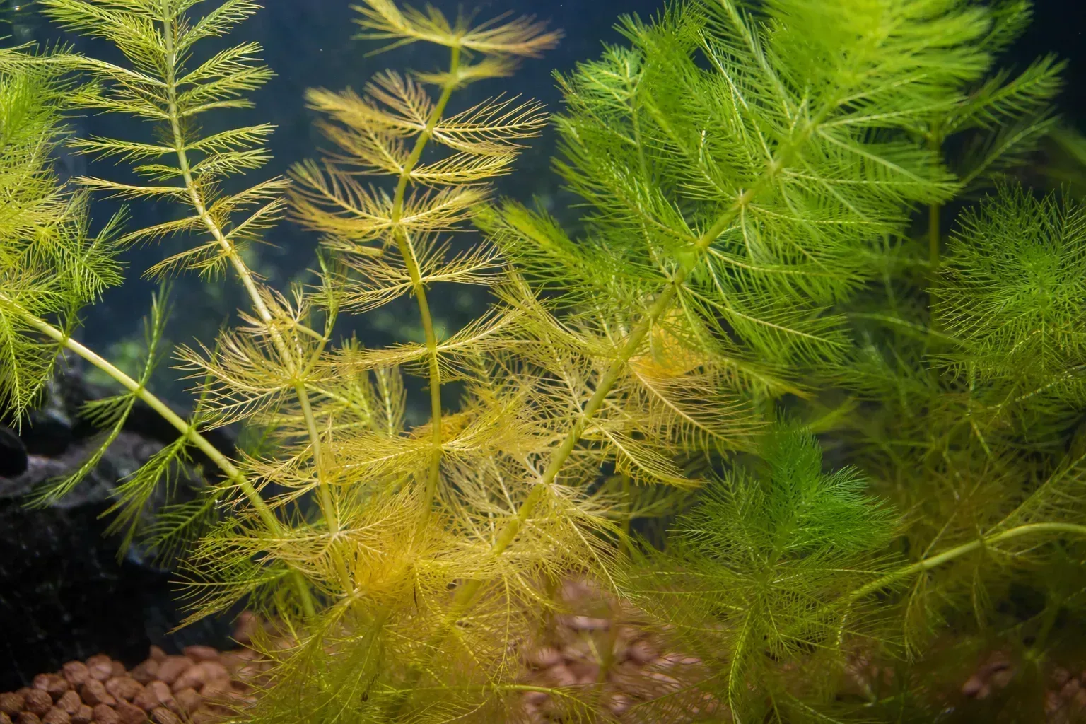 Yellow Leaves on Hornwort - visible symptom on the plant