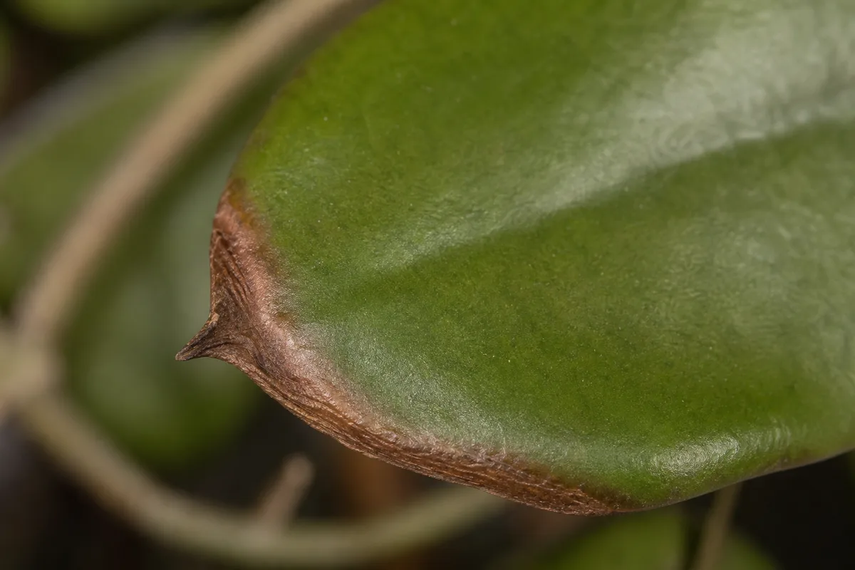 Close-up of Brown Tips on Hoya - diagnostic detail