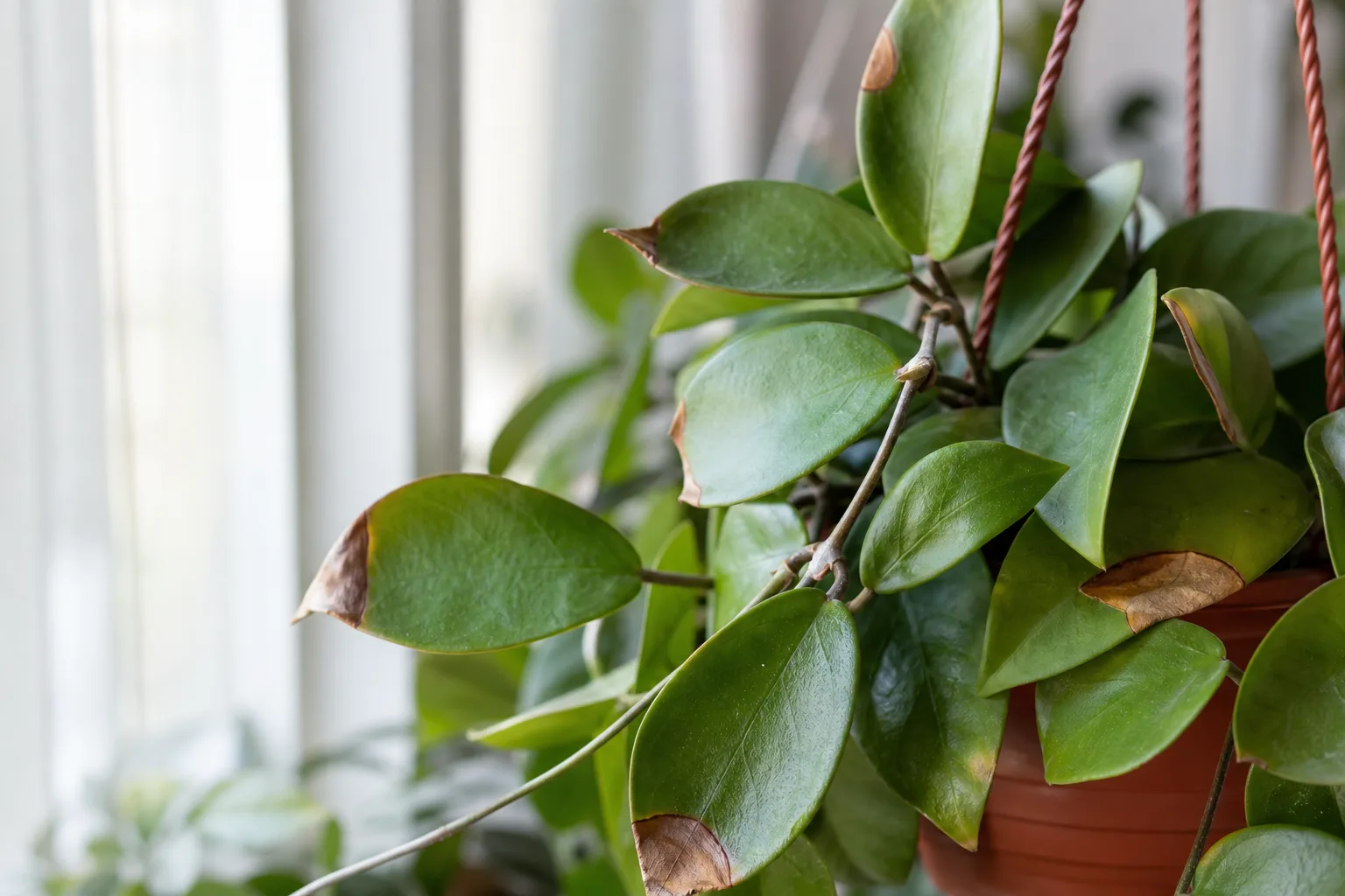 Brown Tips on Hoya - visible symptom on the plant