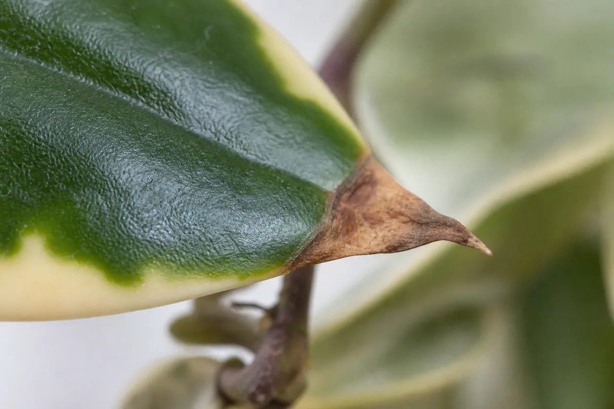 Close-up of Brown Tips on Hoya Carnosa - diagnostic detail