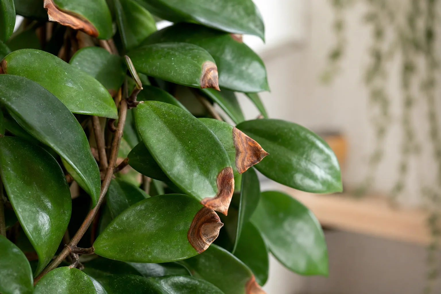 Brown Tips on Hoya Carnosa - visible symptom on the plant