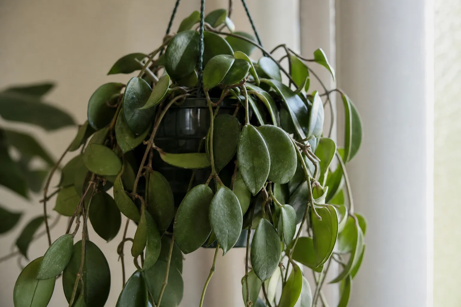 Drooping Leaves on Hoya Carnosa - visible symptom on the plant