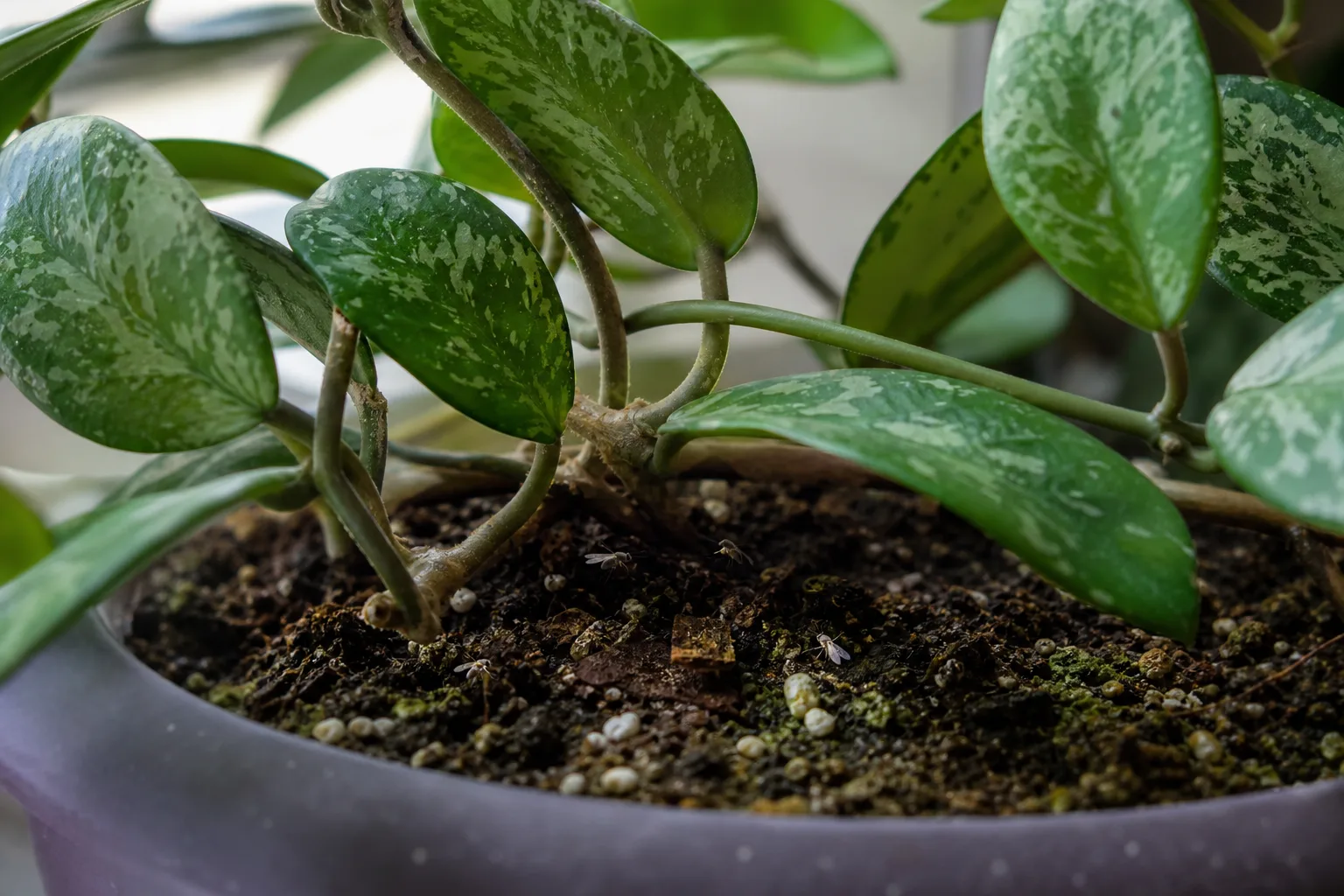 Fungus Gnats on Hoya Carnosa - visible symptom on the plant