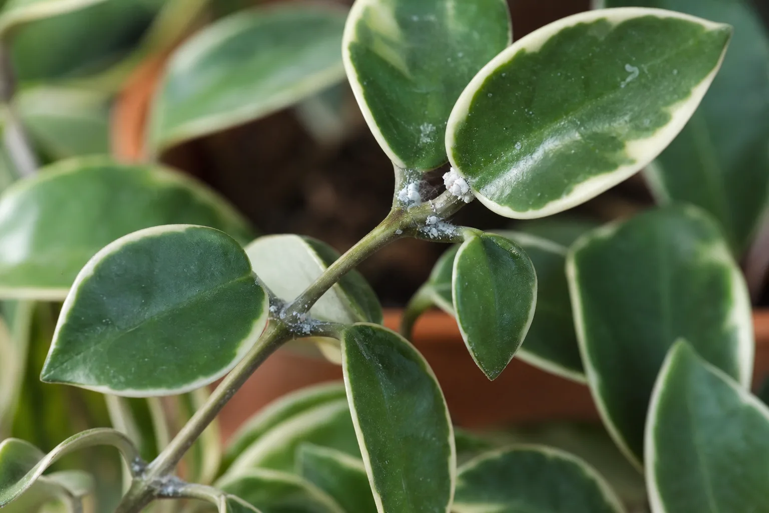 Mealybugs on Hoya Carnosa - visible symptom on the plant