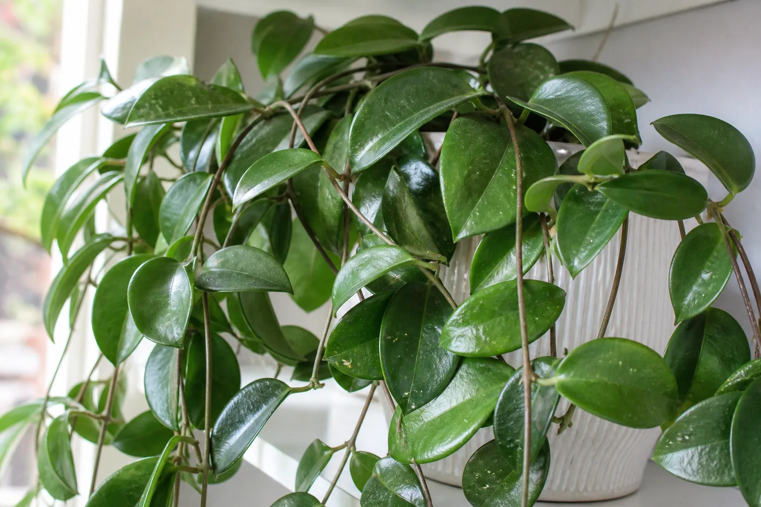 No Flowers on Hoya Carnosa - visible symptom on the plant