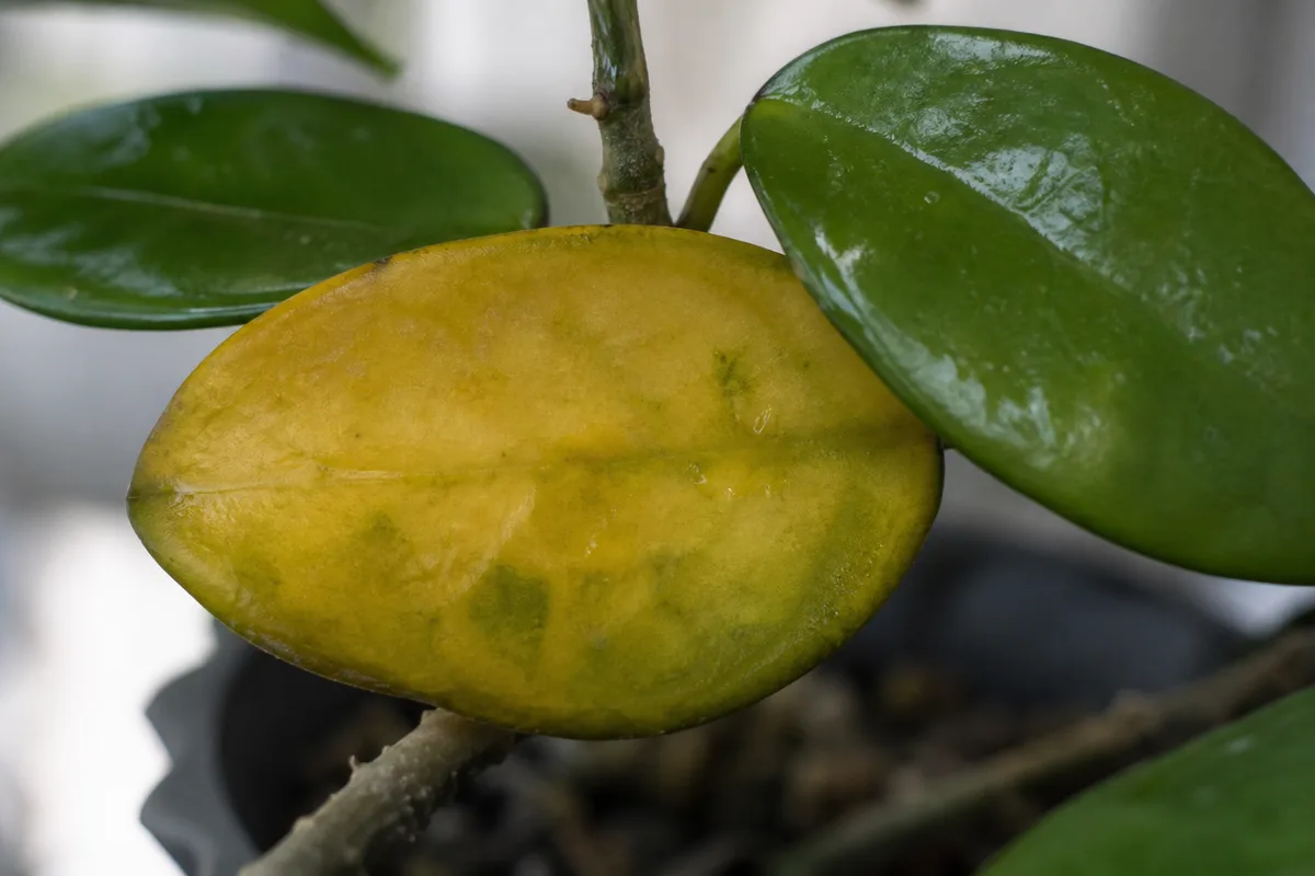 Close-up of Overwatering on Hoya Carnosa - diagnostic detail