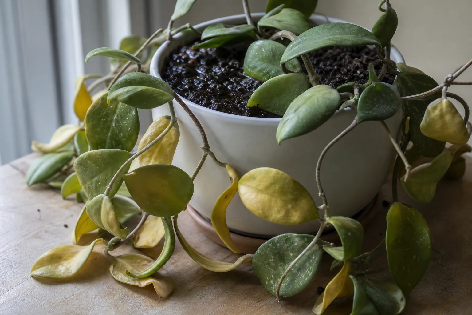 Overwatering on Hoya Carnosa - visible symptom on the plant
