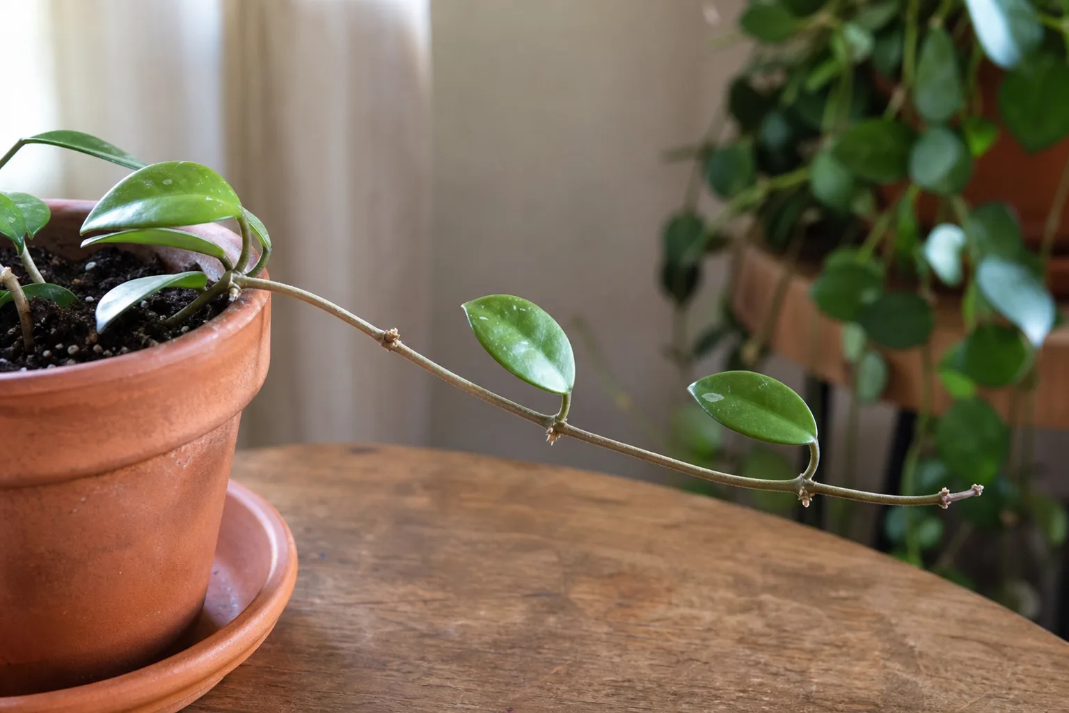 Slow Growth on Hoya Carnosa - visible symptom on the plant