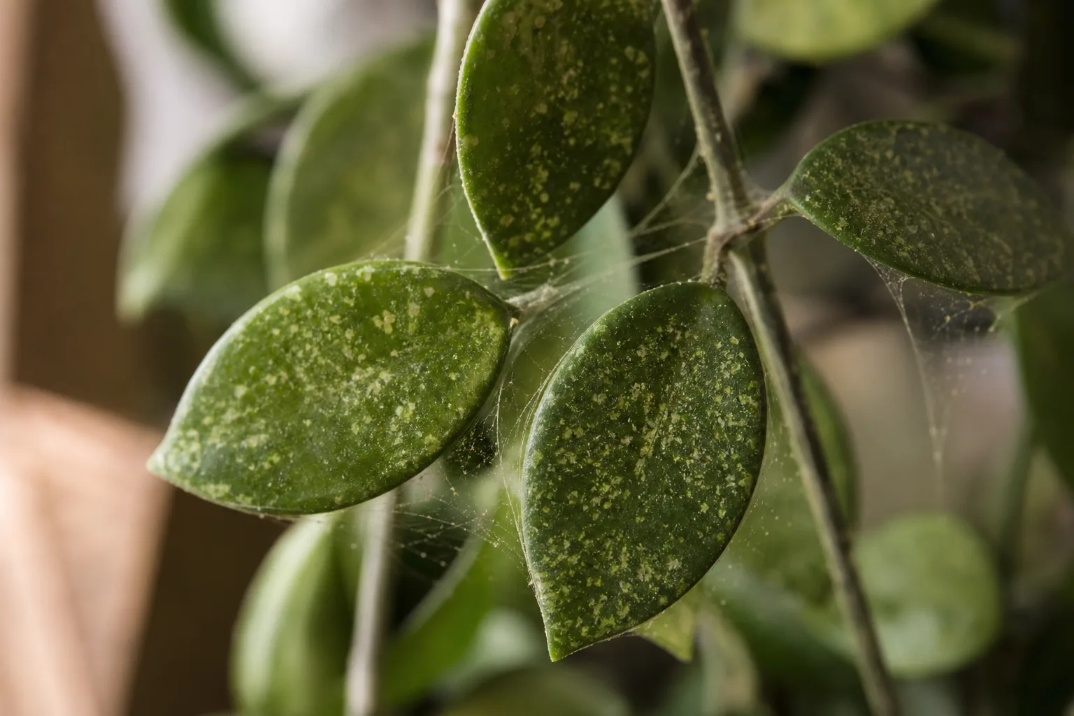 Spider Mites on Hoya Carnosa - visible symptom on the plant