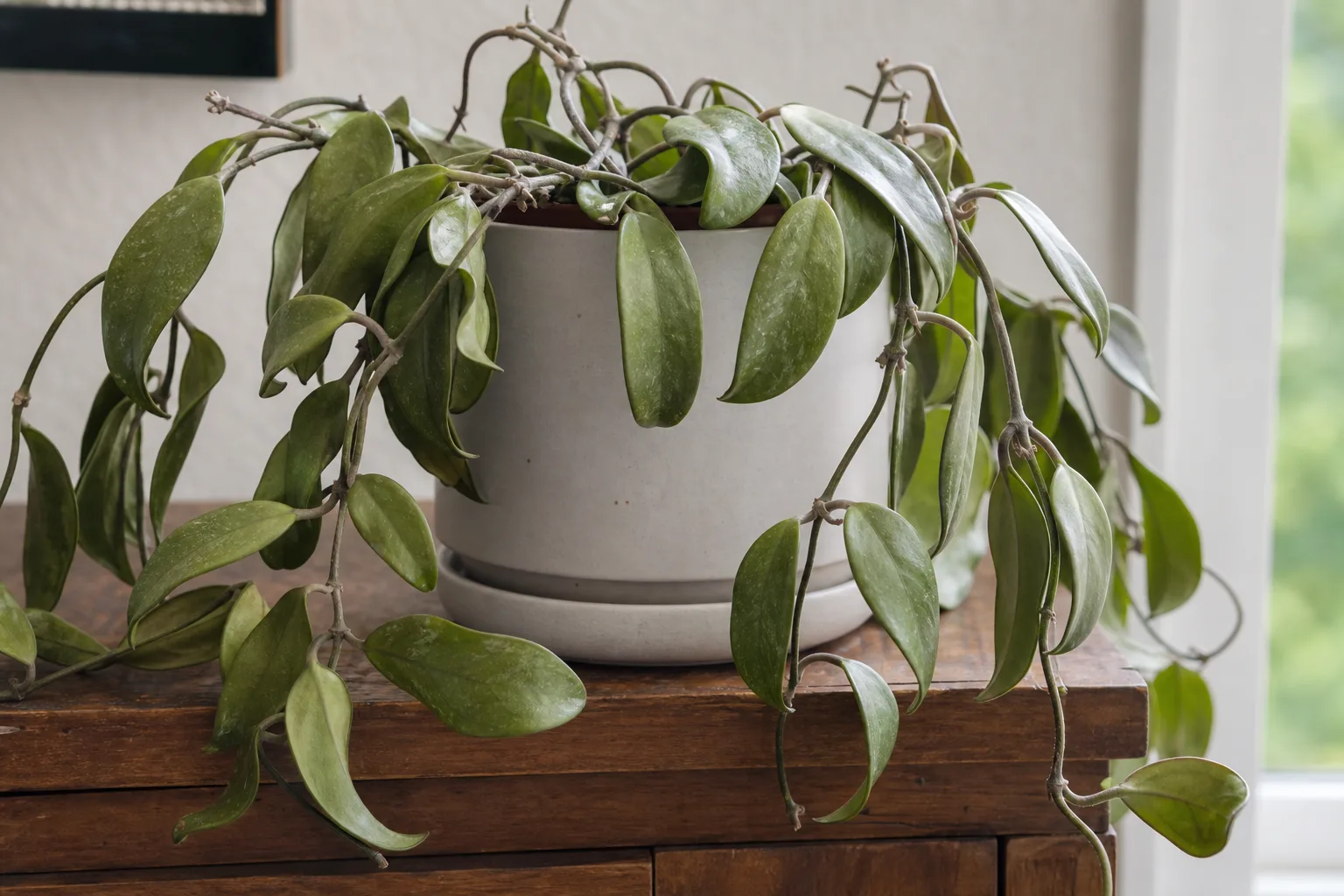 Wilting on Hoya Carnosa - visible symptom on the plant