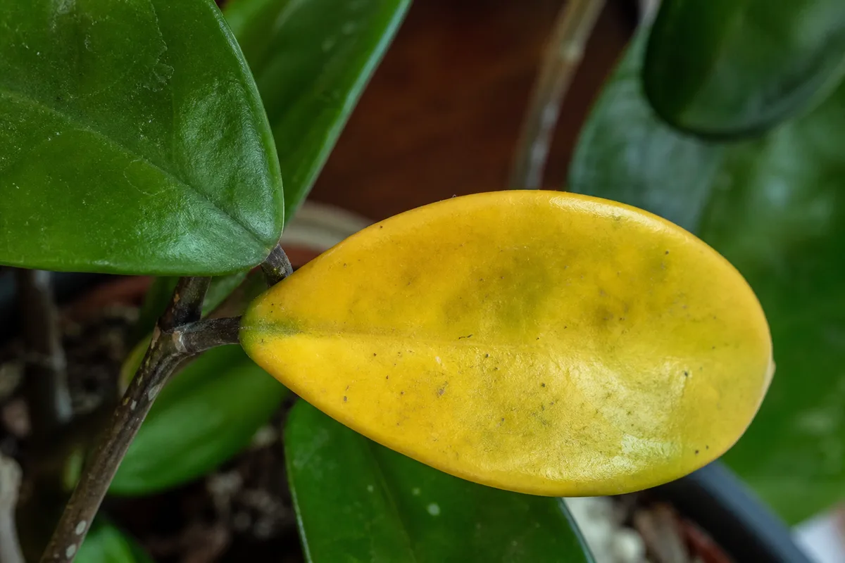 Close-up of Yellow Leaves on Hoya Carnosa - diagnostic detail