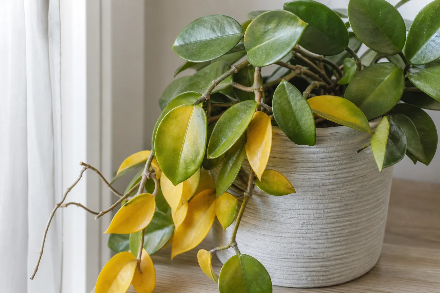 Yellow Leaves on Hoya Carnosa - visible symptom on the plant