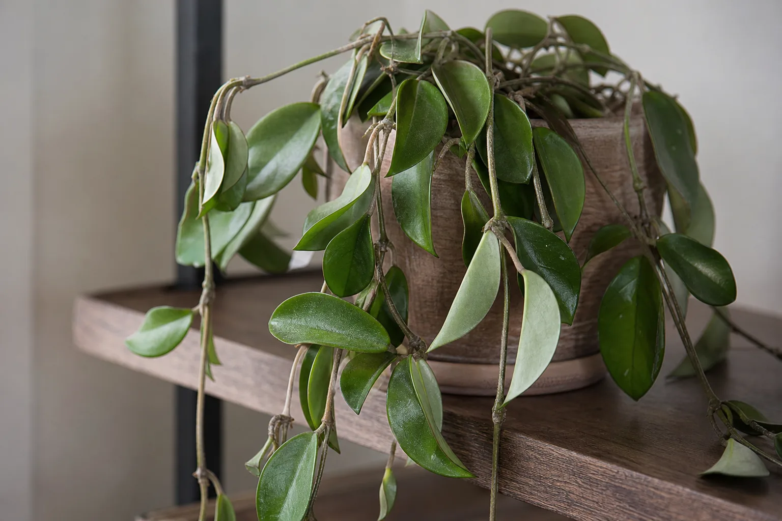 Drooping Leaves on Hoya - visible symptom on the plant