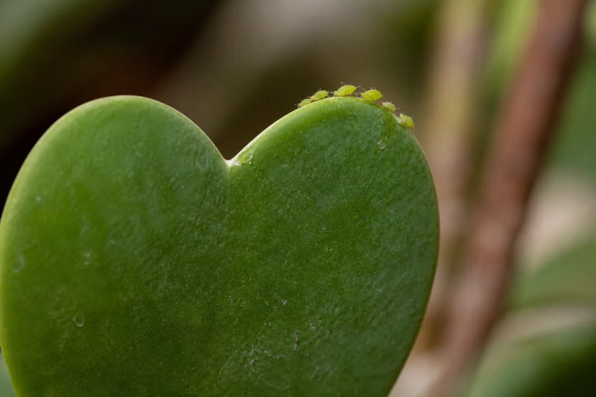 Close-up of Aphids on Hoya Kerrii - diagnostic detail