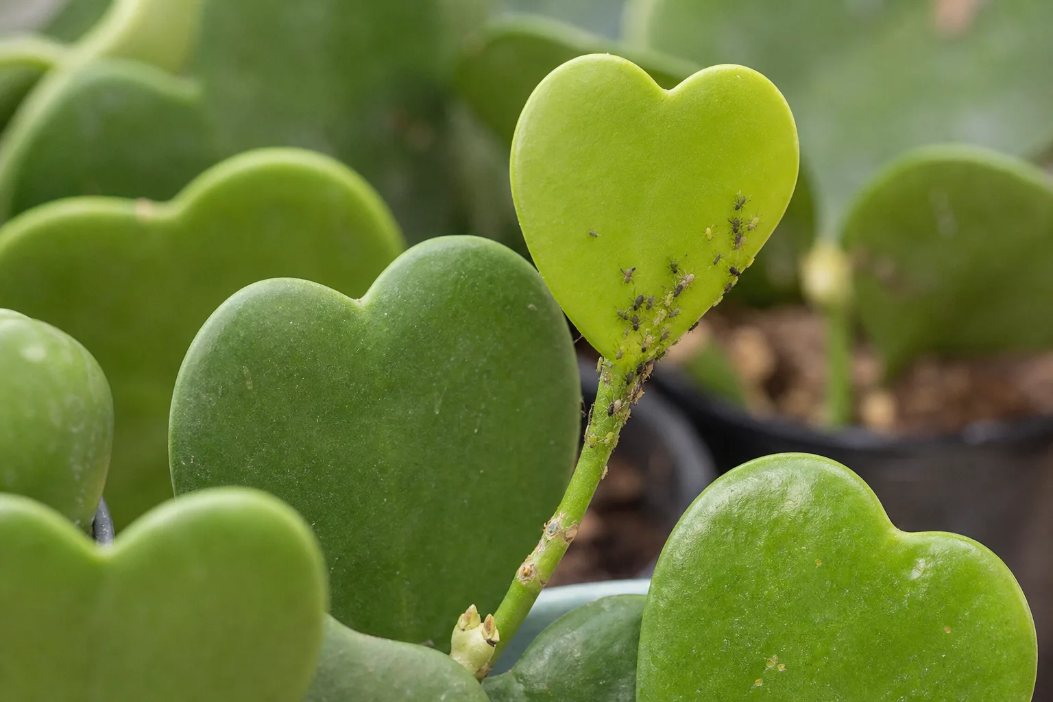 Aphids on Hoya Kerrii - visible symptom on the plant