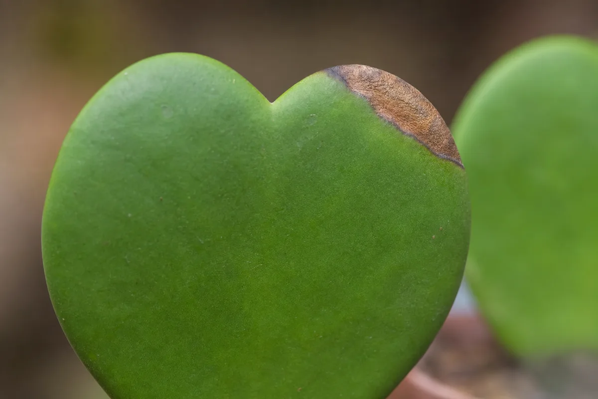 Close-up of Brown Tips on Hoya Kerrii - diagnostic detail