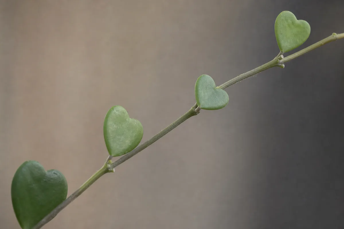 Close-up of Leggy Growth on Hoya Kerrii - diagnostic detail