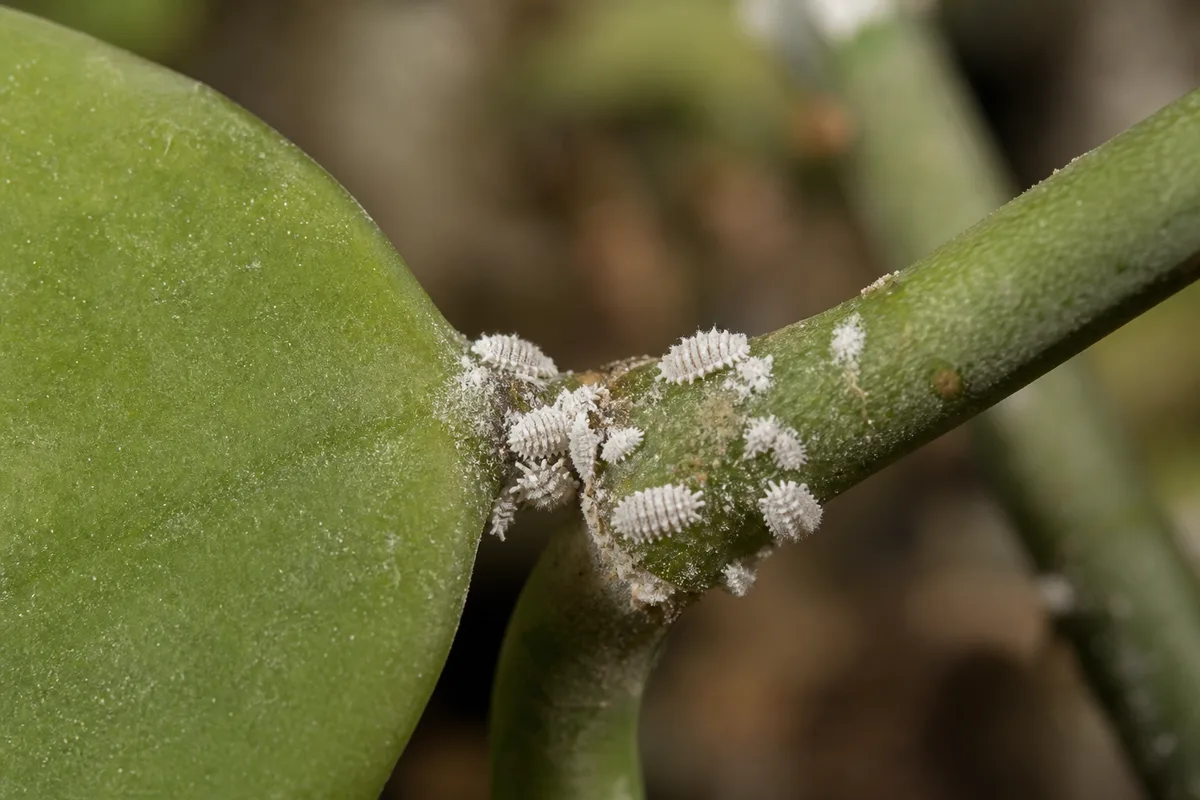 Close-up of Mealybugs on Hoya Kerrii - diagnostic detail