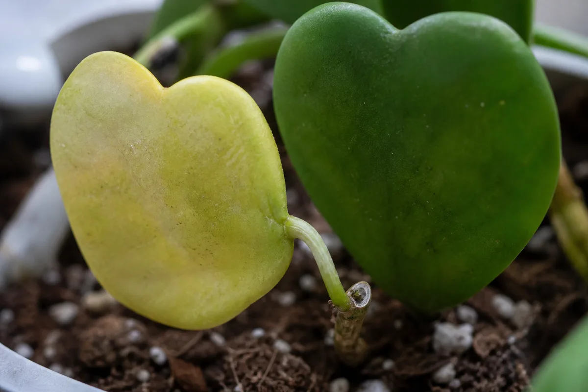 Close-up of Overwatering on Hoya Kerrii - diagnostic detail