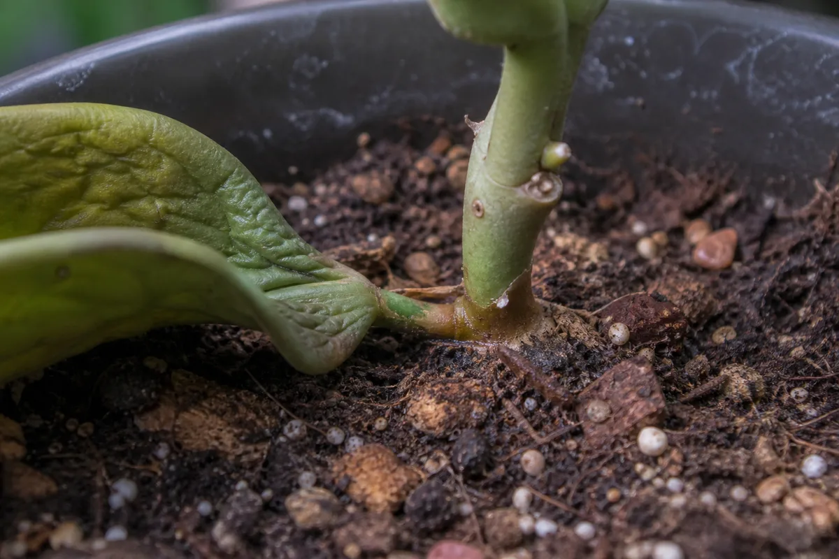 Close-up of Root Rot on Hoya Kerrii - diagnostic detail