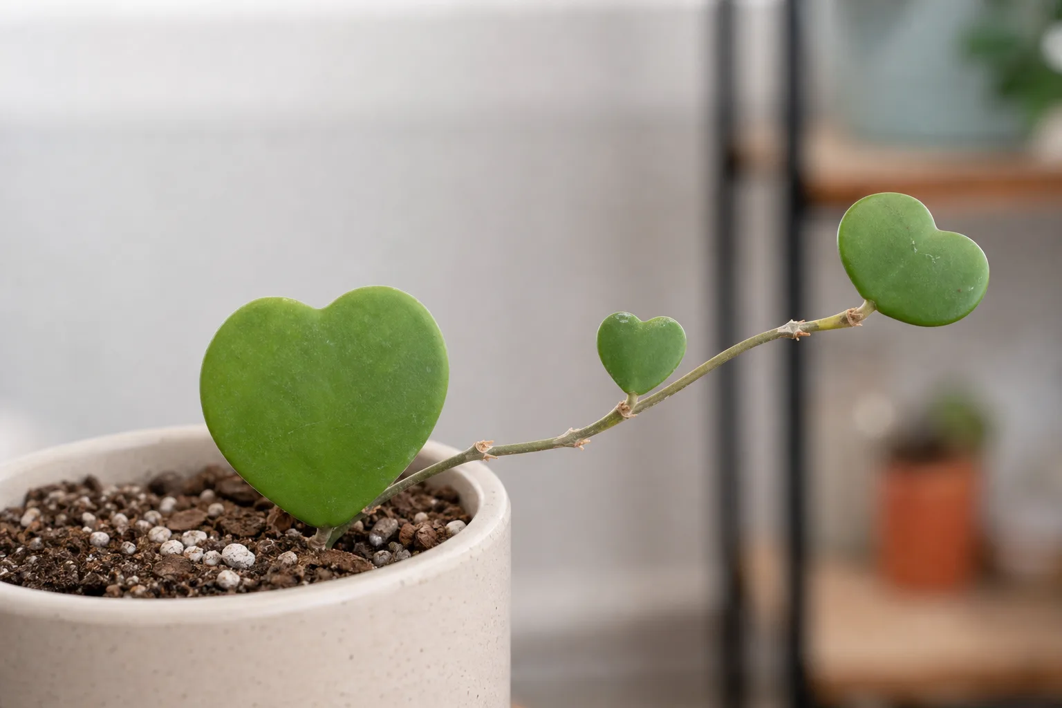 Slow Growth on Hoya Kerrii - visible symptom on the plant
