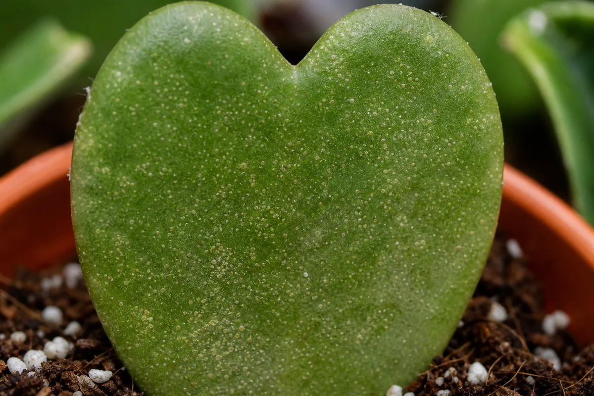 Close-up of Spider Mites on Hoya Kerrii - diagnostic detail