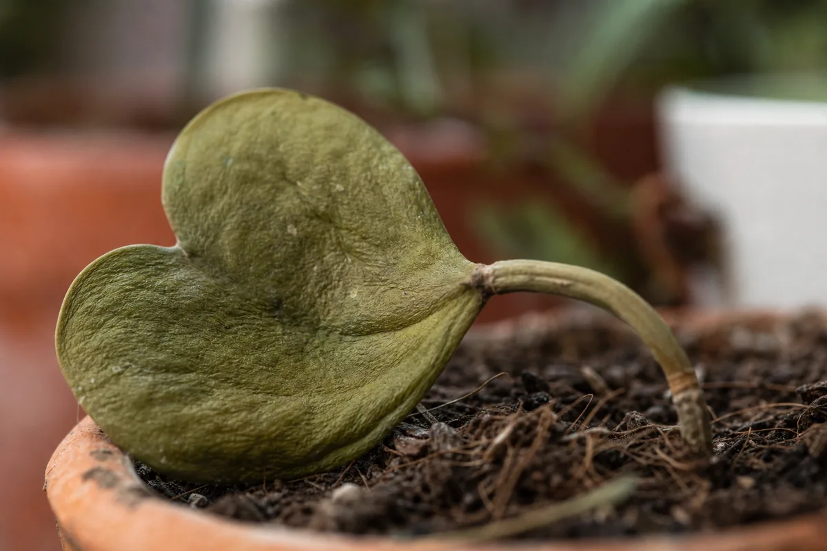 Close-up of Wilting on Hoya Kerrii - diagnostic detail