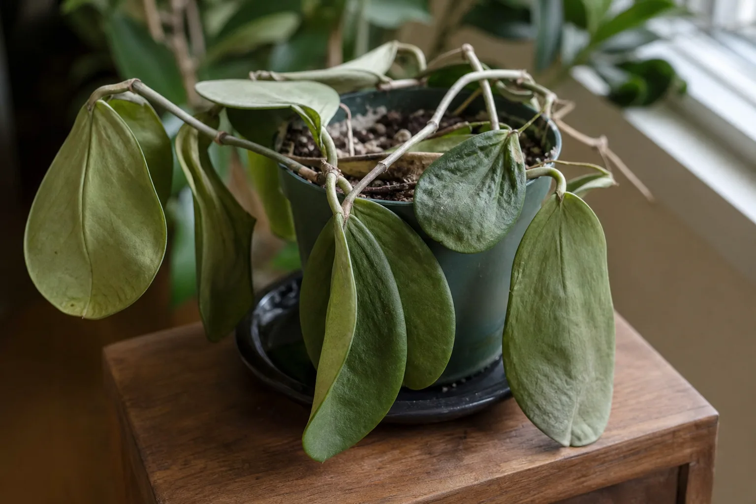 Wilting on Hoya Kerrii - visible symptom on the plant