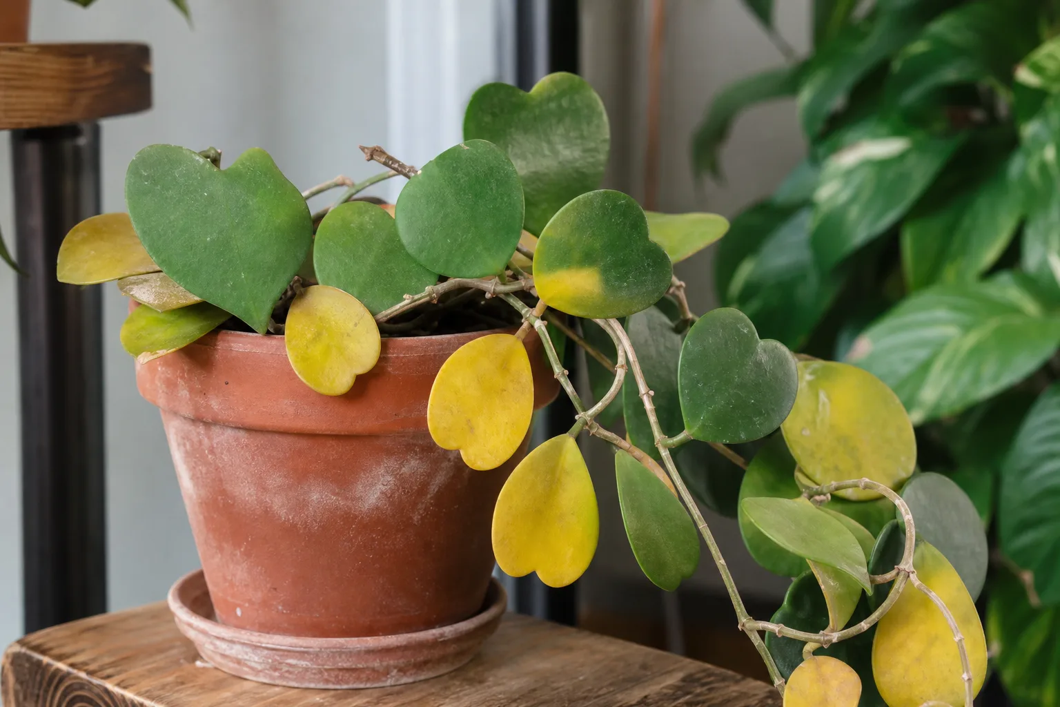 Yellow Leaves on Hoya Kerrii - visible symptom on the plant