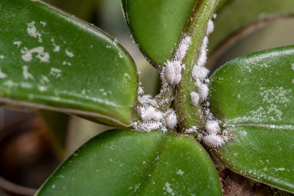 Close-up of Mealybugs on Hoya - diagnostic detail