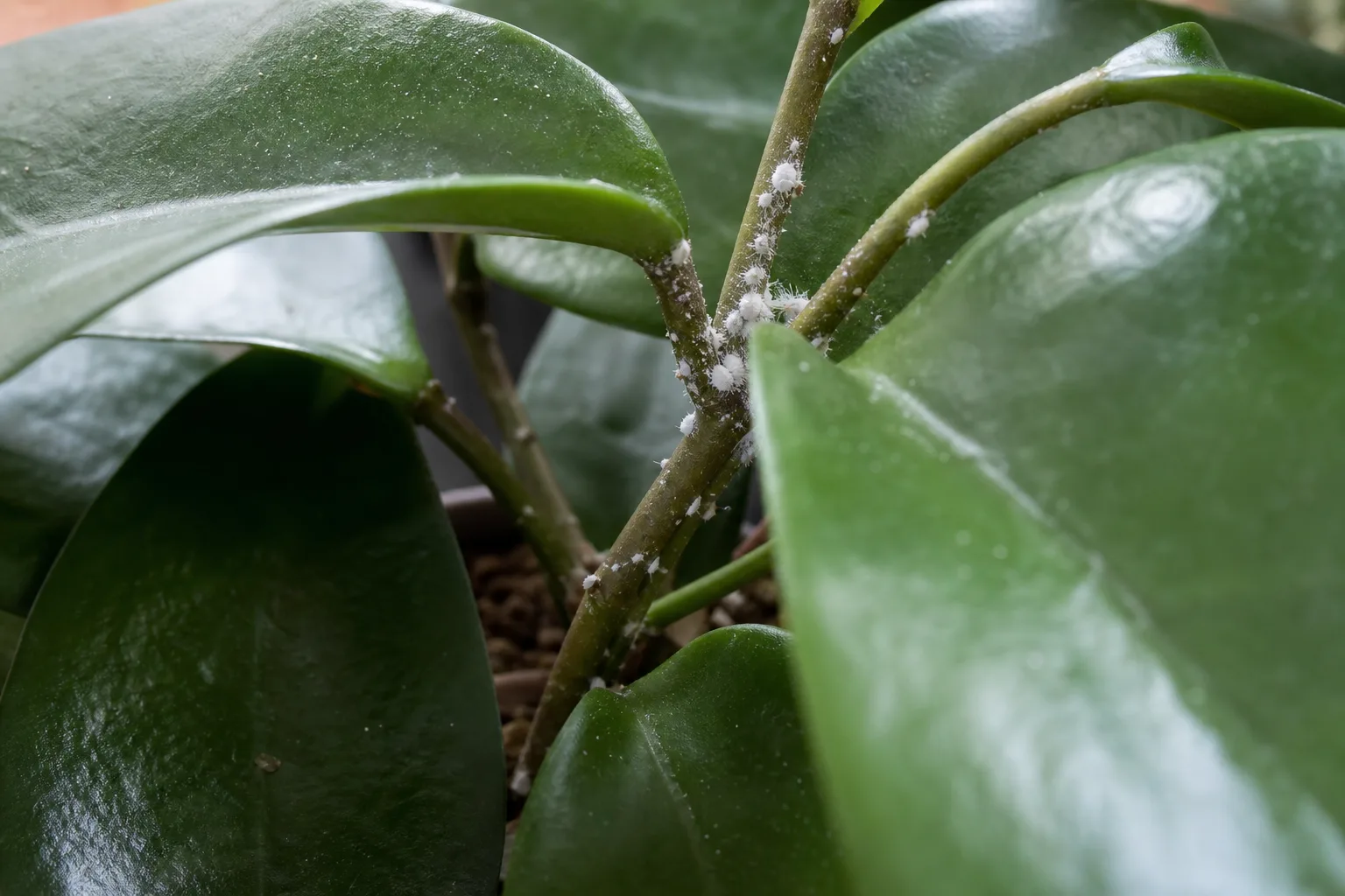 Mealybugs on Hoya - visible symptom on the plant