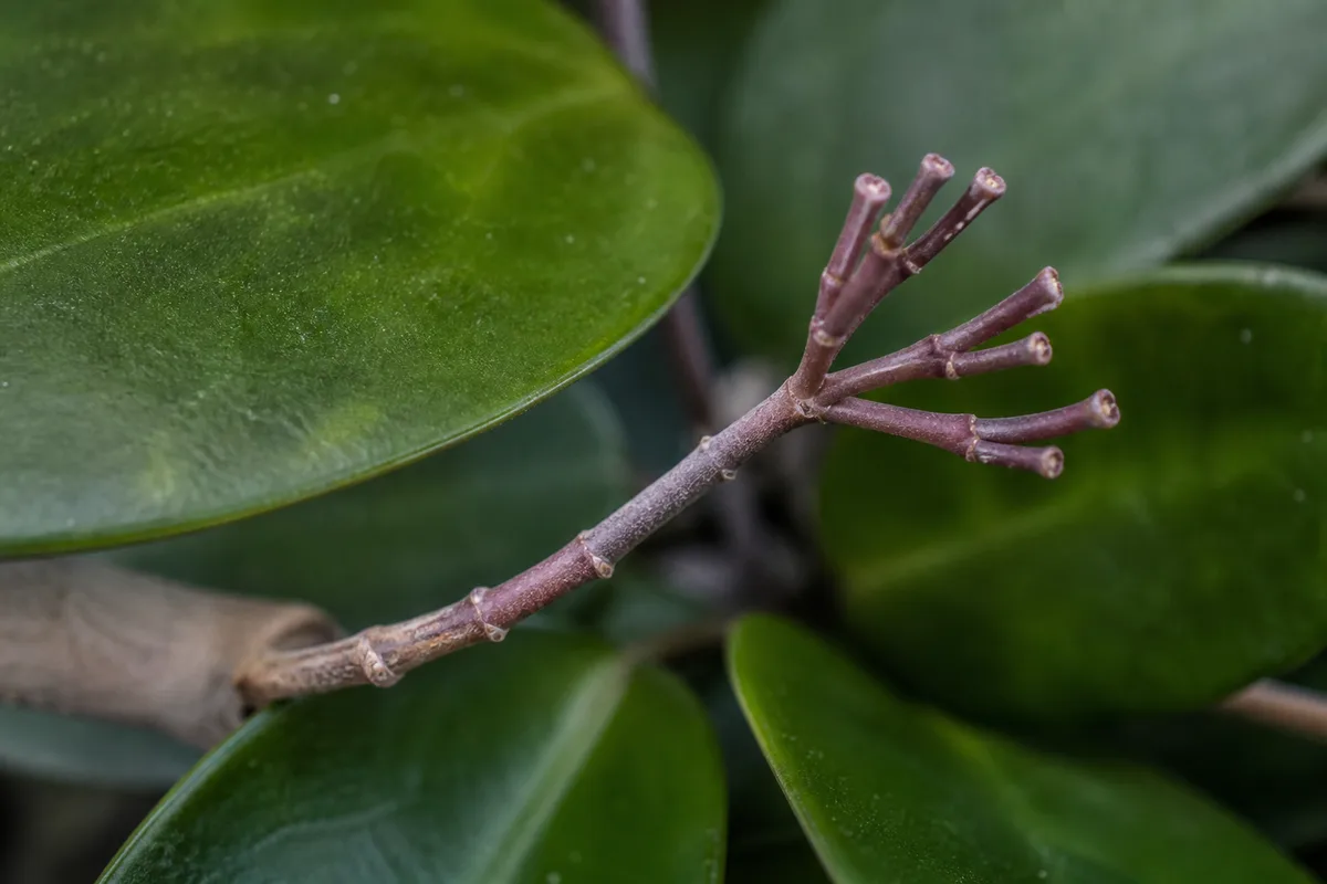 Close-up of No Flowers on Hoya - diagnostic detail