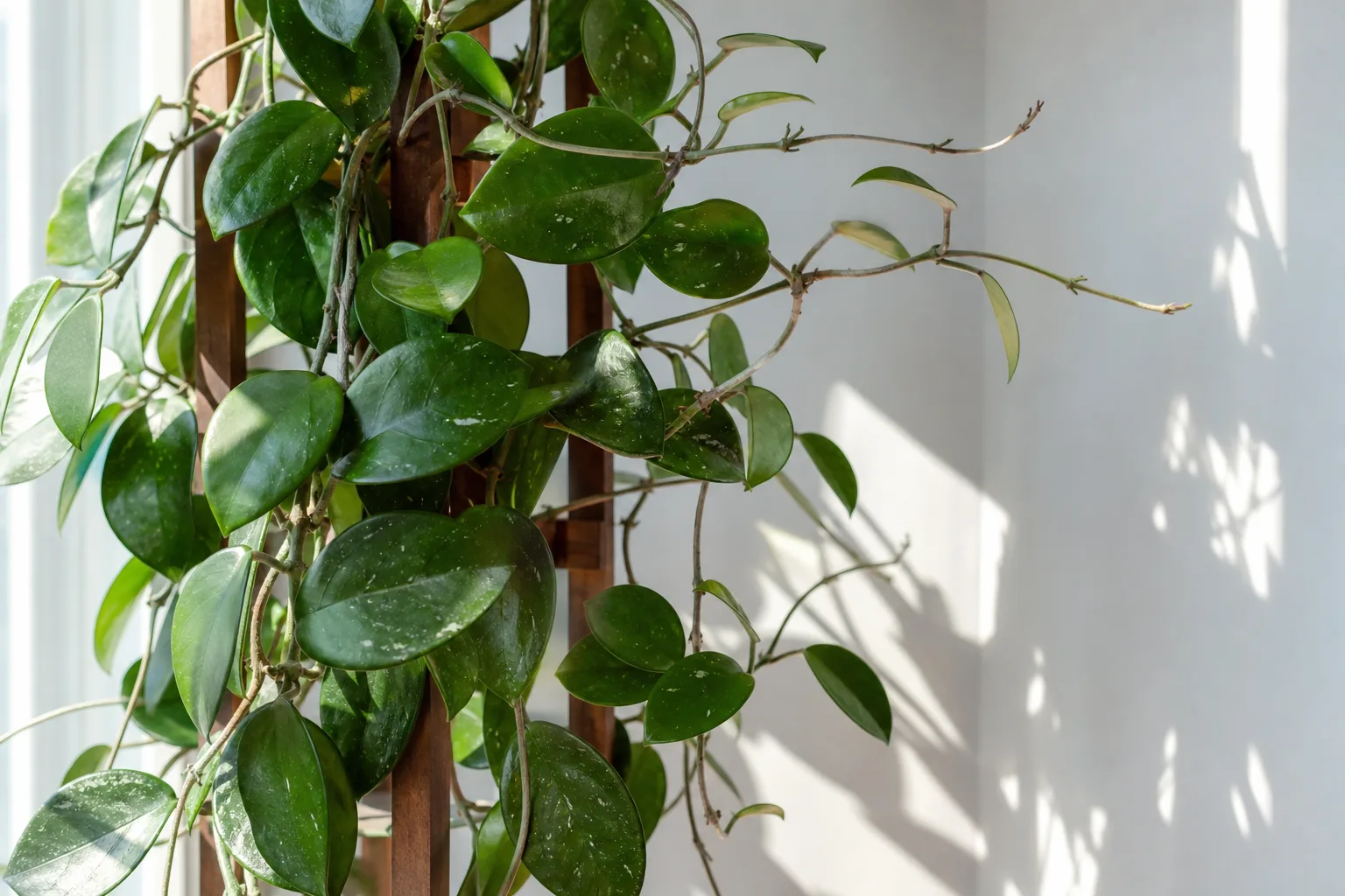 No Flowers on Hoya - visible symptom on the plant