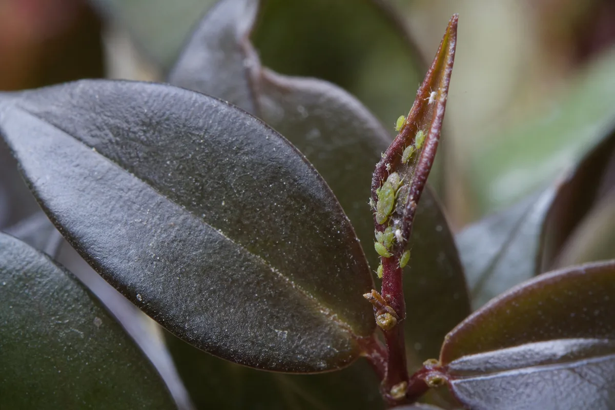 Close-up of Aphids on Hoya Pubicalyx - diagnostic detail