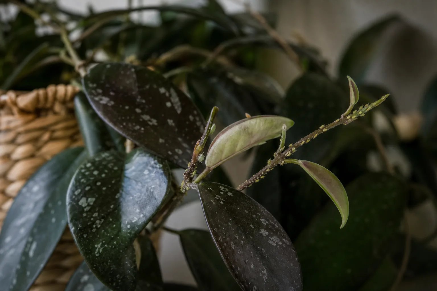Aphids on Hoya Pubicalyx - visible symptom on the plant