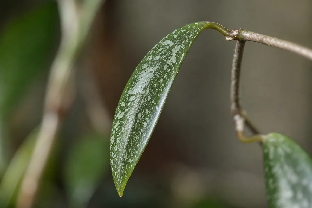 Close-up of Drooping Leaves on Hoya Pubicalyx - diagnostic detail
