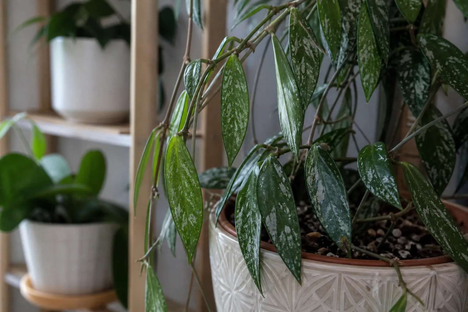 Drooping Leaves on Hoya Pubicalyx - visible symptom on the plant