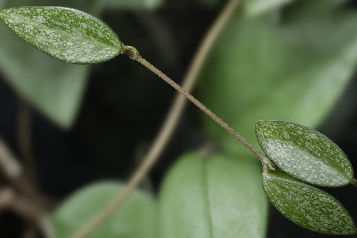 Close-up of Leggy Growth on Hoya Pubicalyx - diagnostic detail
